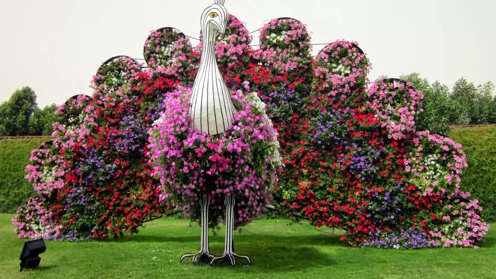 Dubai Miracle Garden - Photo 17