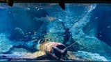 National Aquarium Abu Dhabi  - Photo 24