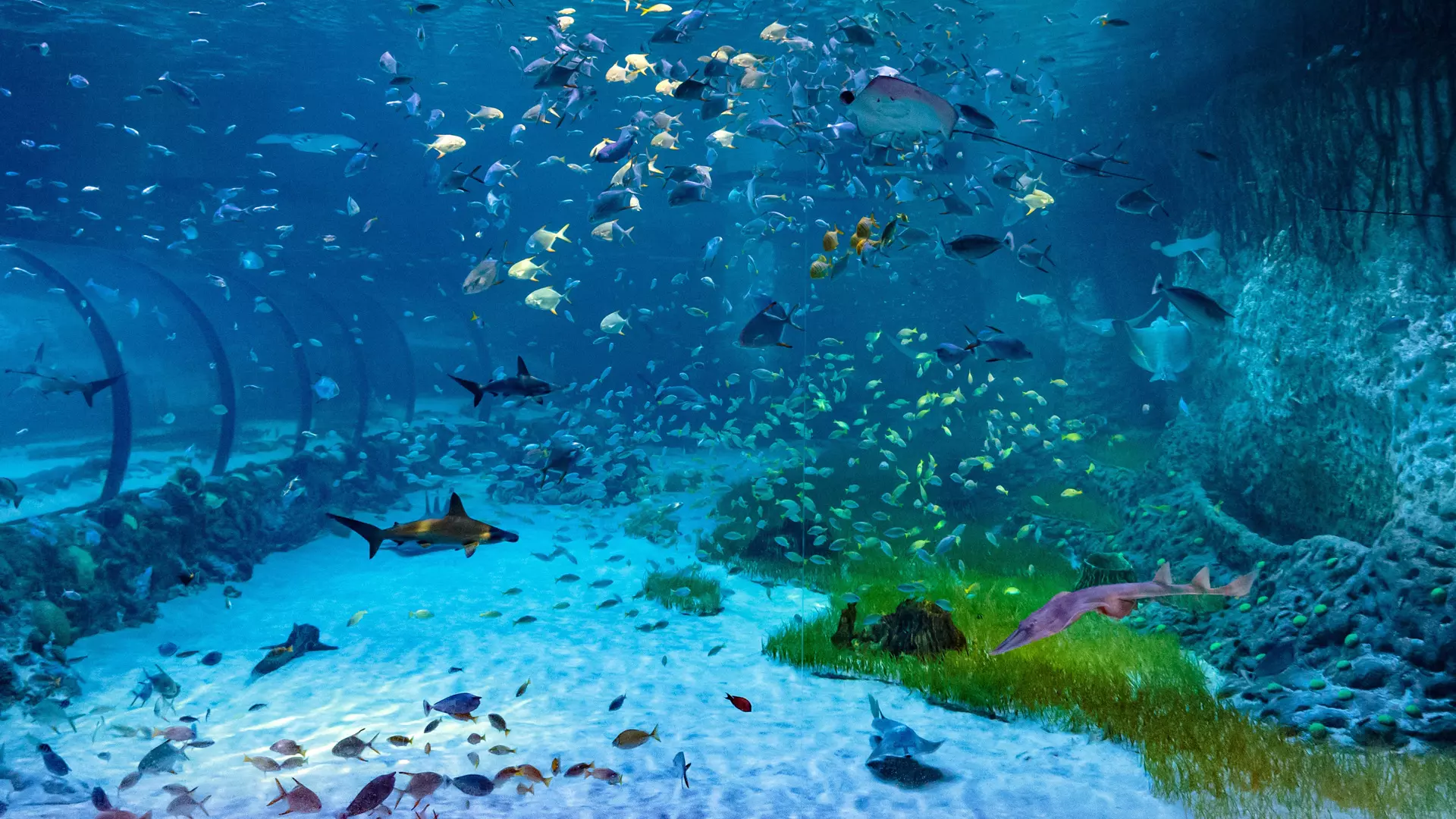 National Aquarium Abu Dhabi  - Photo 26