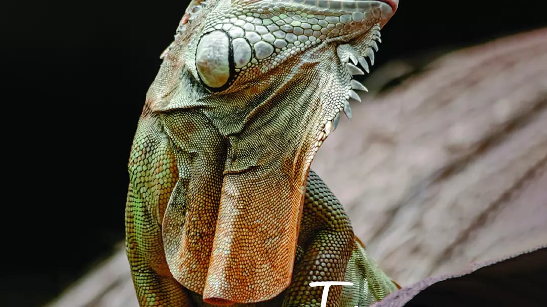 National Aquarium Abu Dhabi  - Image 4