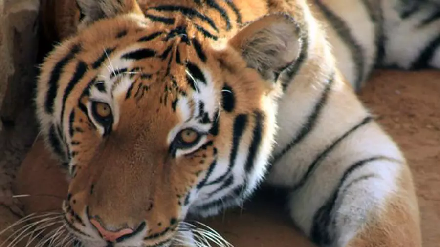 Abu Dhabi Emirates Park Zoo - Image 4