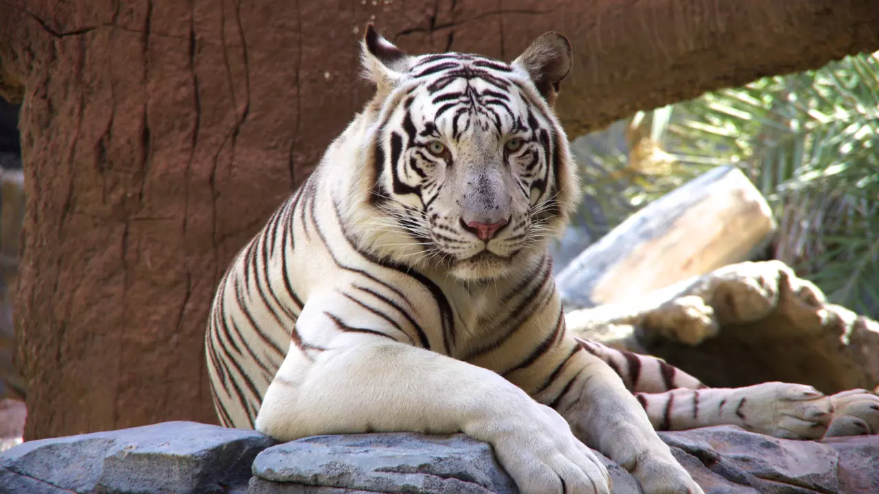 Abu Dhabi Emirates Park Zoo - Photo 10