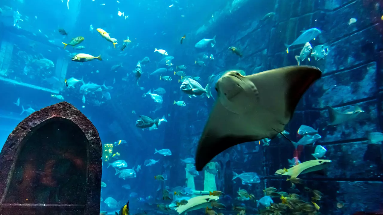 Aquarium and Underwater Zoo at the Dubai Mall - Image 4