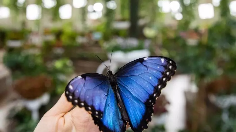 Dubai Butterfly Garden - Photo 8