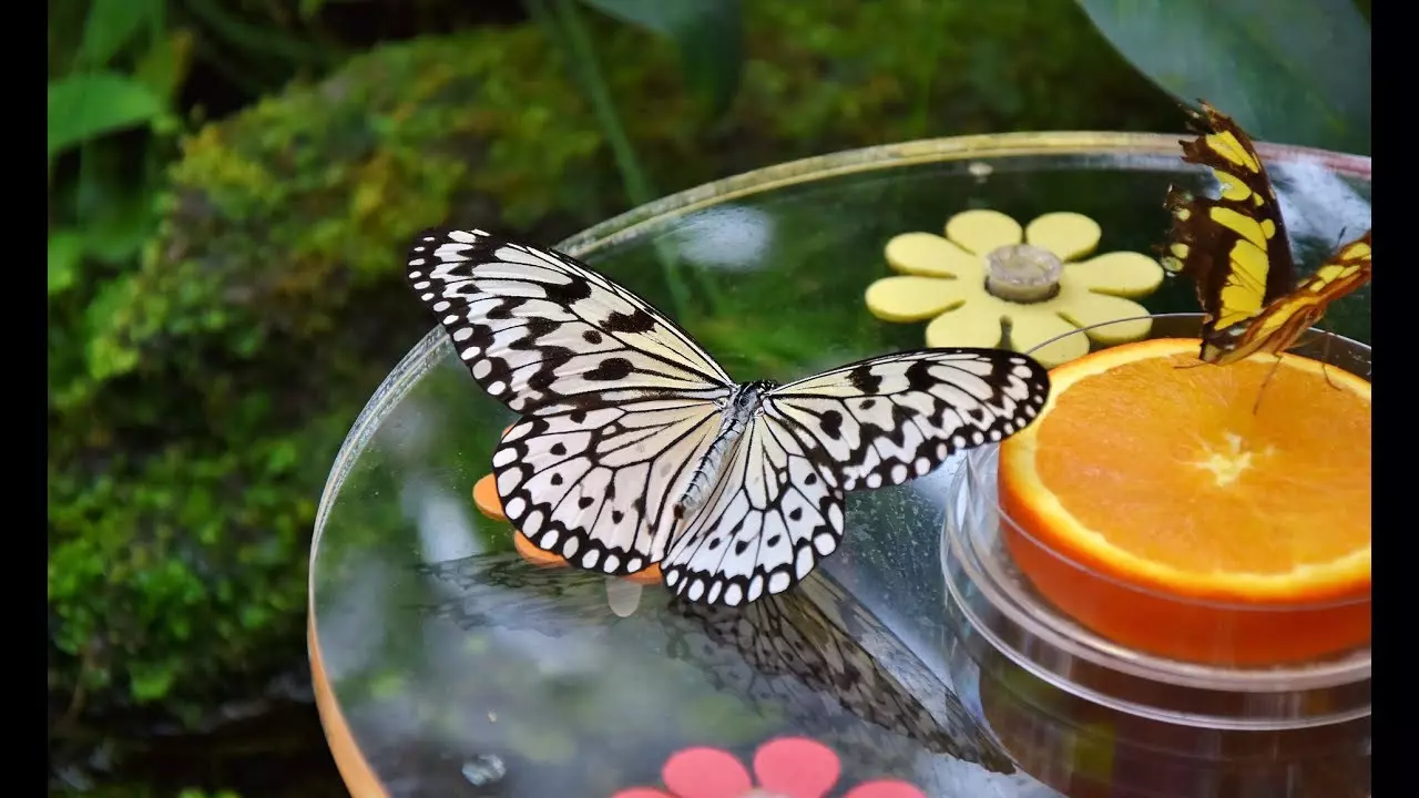 Dubai Butterfly Garden - Photo 9