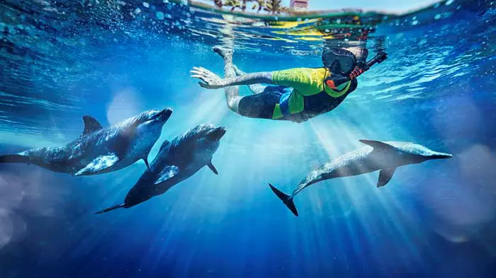 Dolphin Bay at Atlantis the Palm