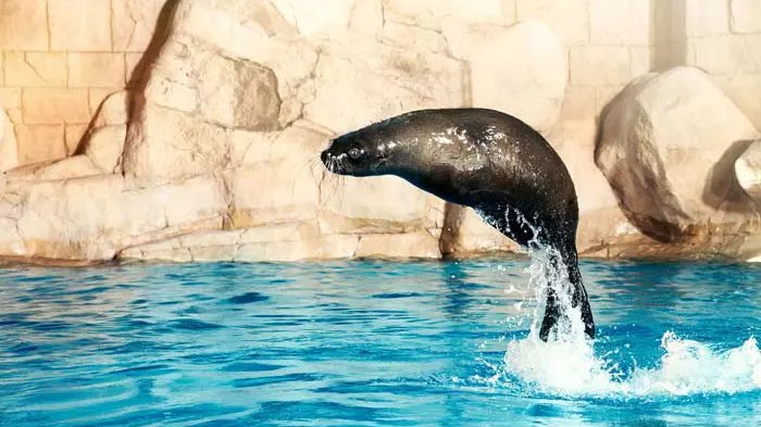 Dolphin Bay at Atlantis the Palm - Photo 27