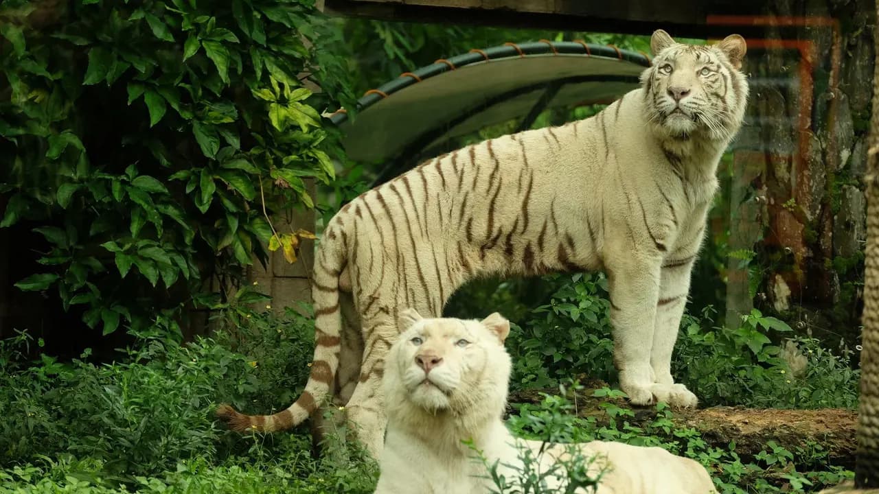 Bali Safari Park Ticket - Photo 3