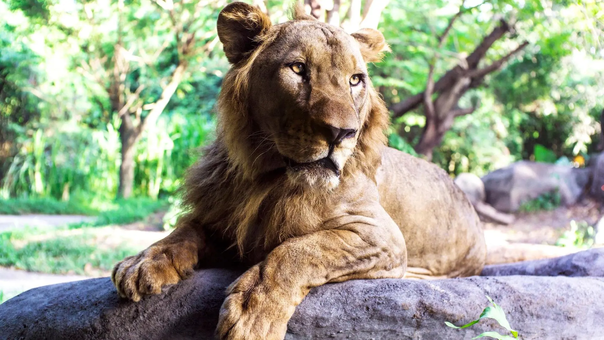 Bali Safari Park Ticket - Photo 16