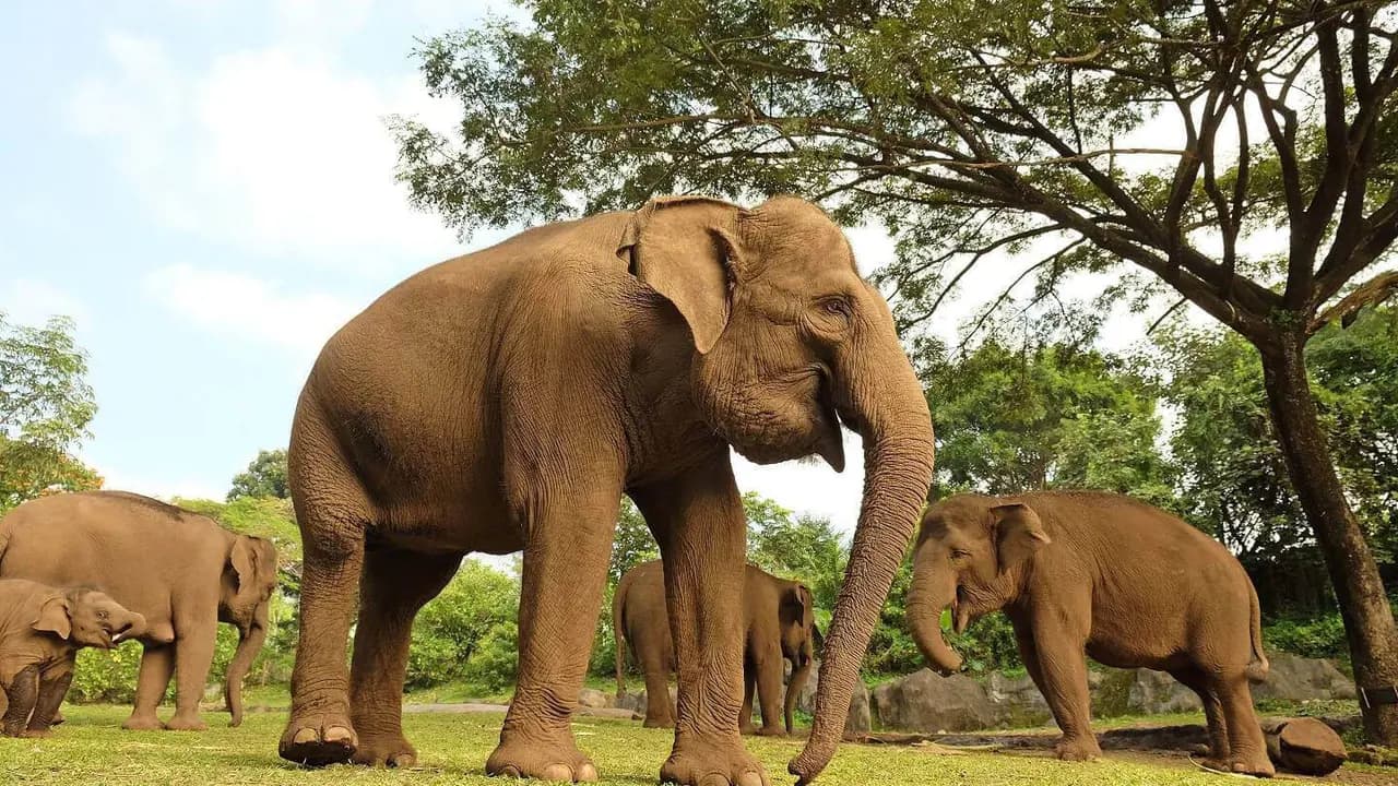 Bali Safari Park Ticket - Photo 5
