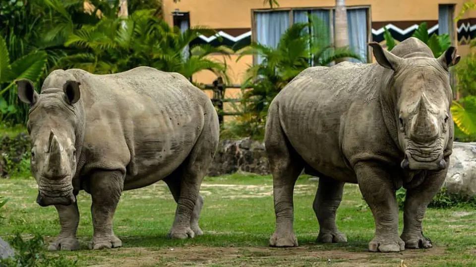 Bali Safari Park Ticket - Photo 10