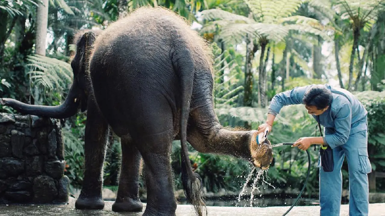 Mason Elephant Park Bali by Mason Adventures (Formerly known as Elephant Safari Park) - Photo 17