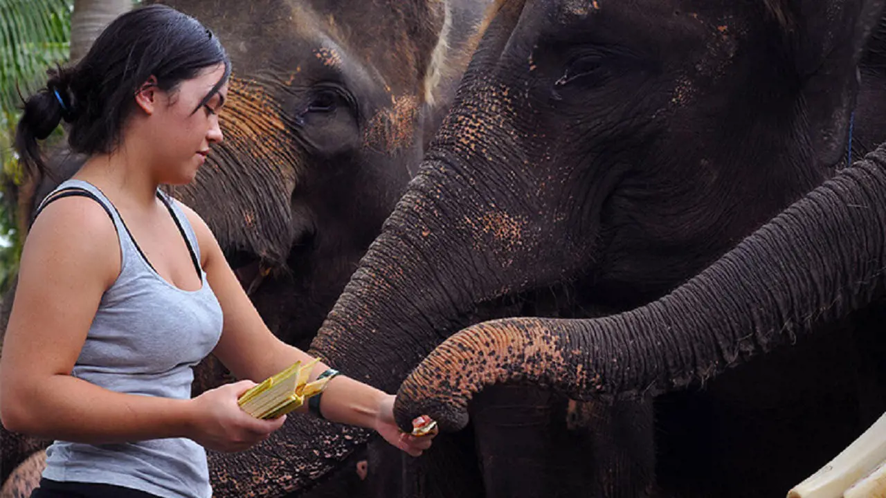 Mason Elephant Park Bali by Mason Adventures (Formerly known as Elephant Safari Park) - Photo 19
