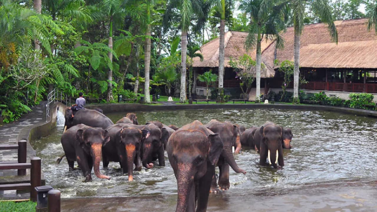 Mason Elephant Park Bali by Mason Adventures (Formerly known as Elephant Safari Park) - Photo 9