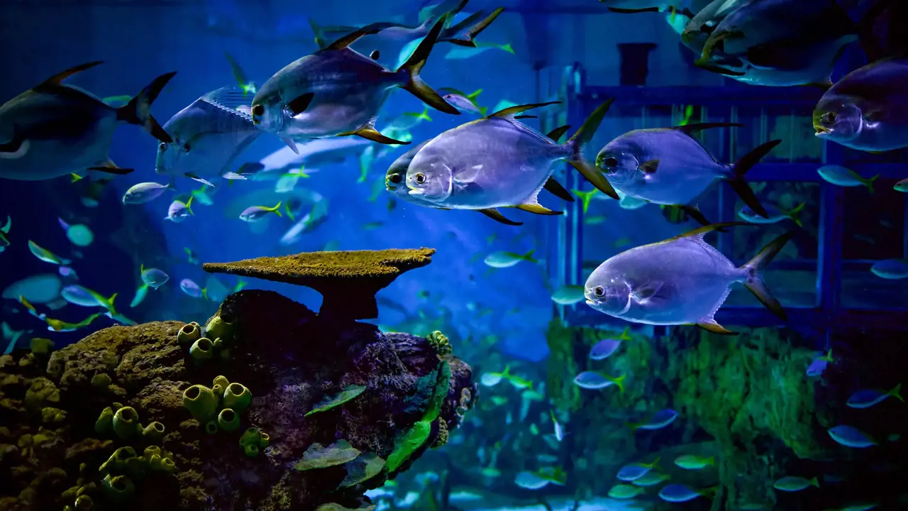 Marine Safari Bali Ticket - Photo 1
