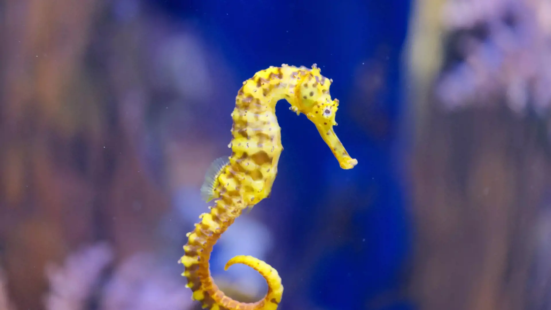 Marine Safari Bali Ticket - Photo 24