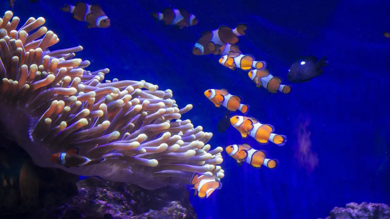 Barcelona Aquarium Ticket - Photo 14