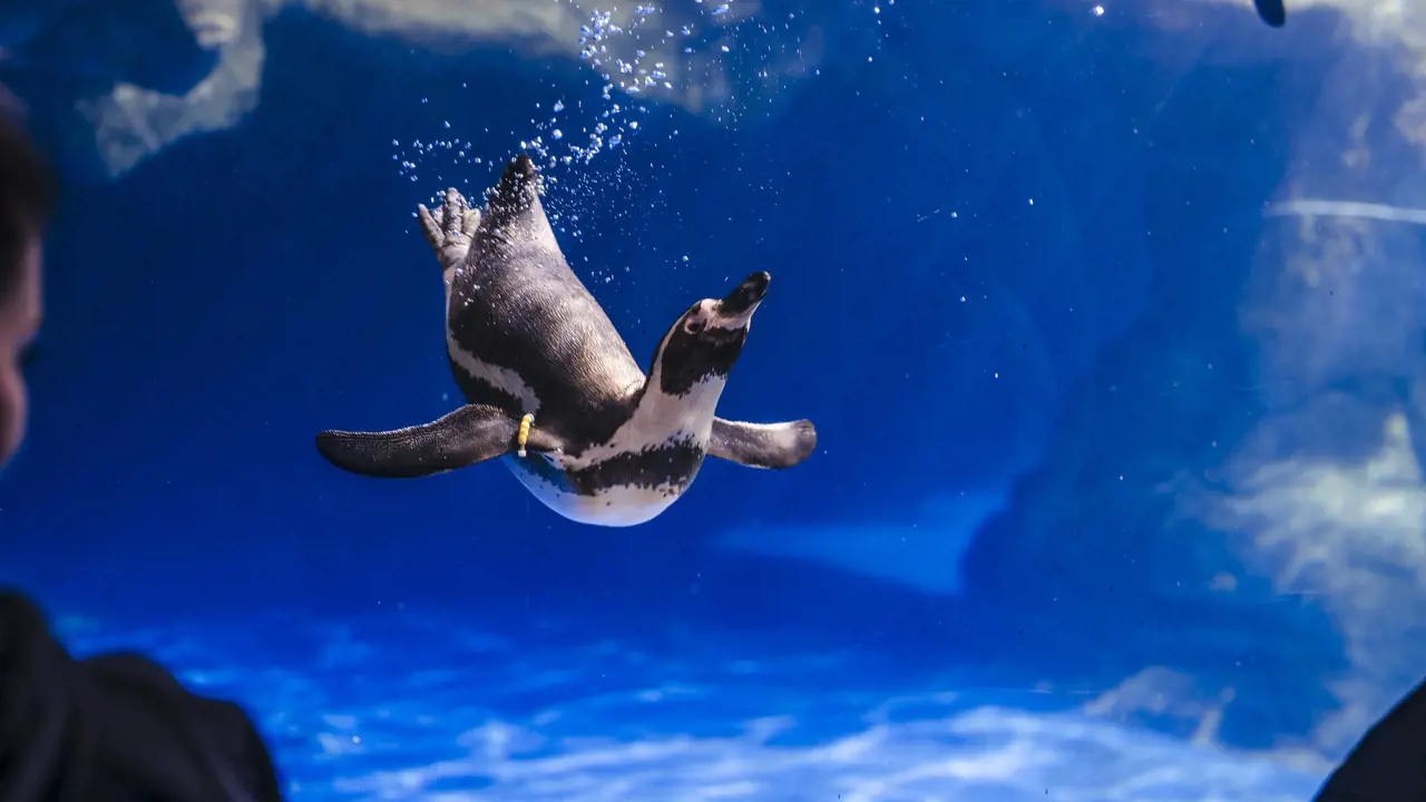 Barcelona Aquarium Ticket - Photo 6