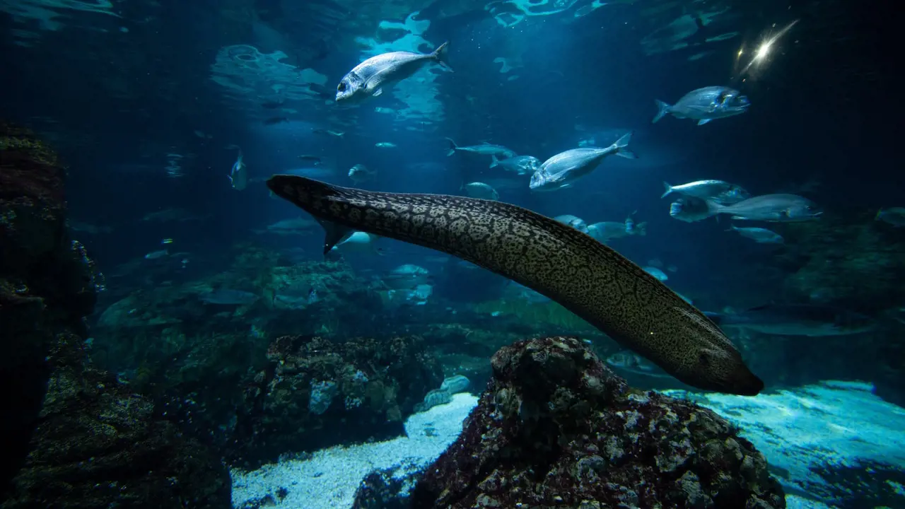 Barcelona Aquarium Ticket - Photo 20
