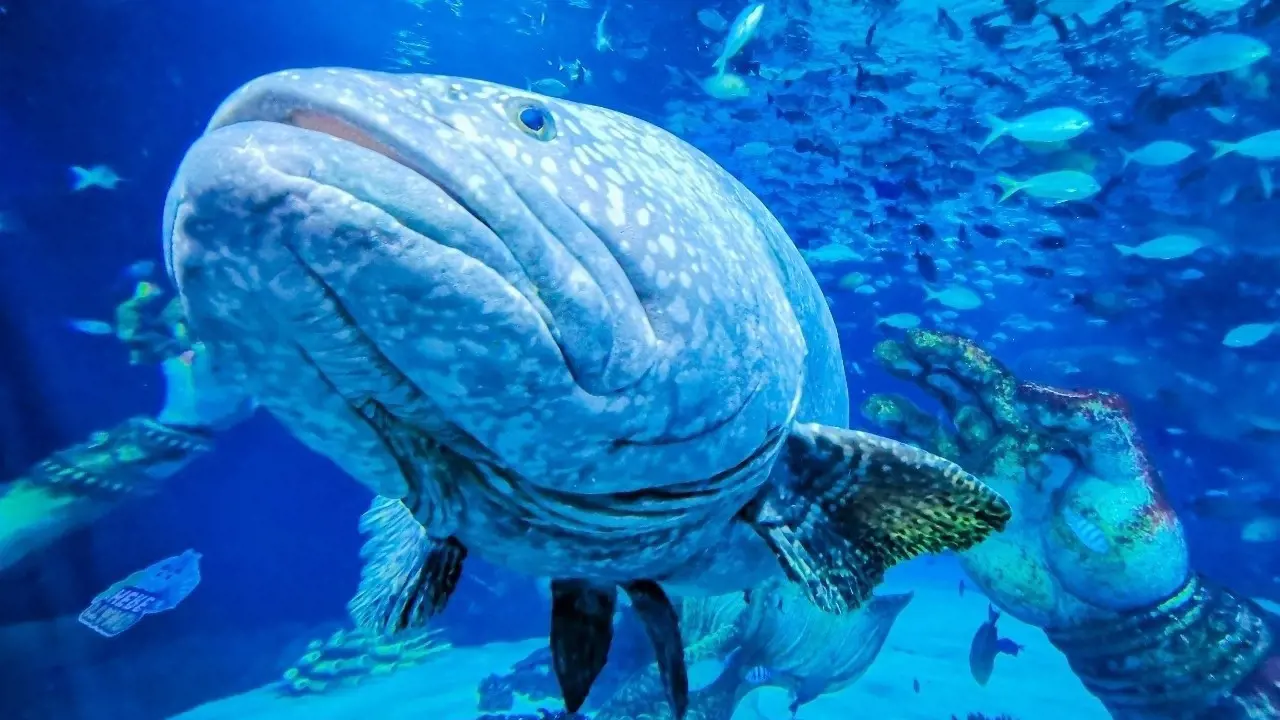 Aquaria Phuket - Photo 14