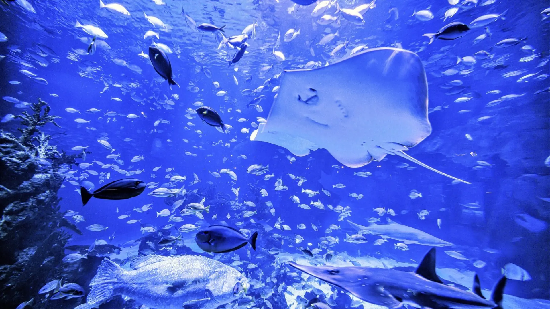 Aquaria Phuket - Photo 58