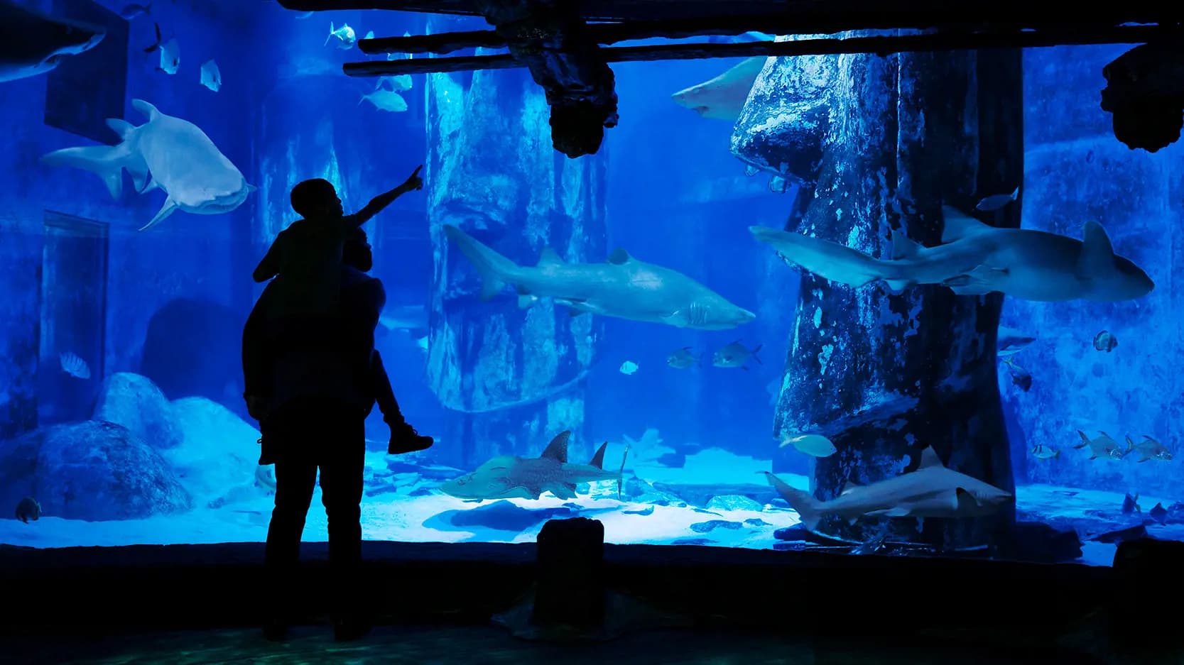 SEA LIFE London Aquarium Ticket - Photo 23