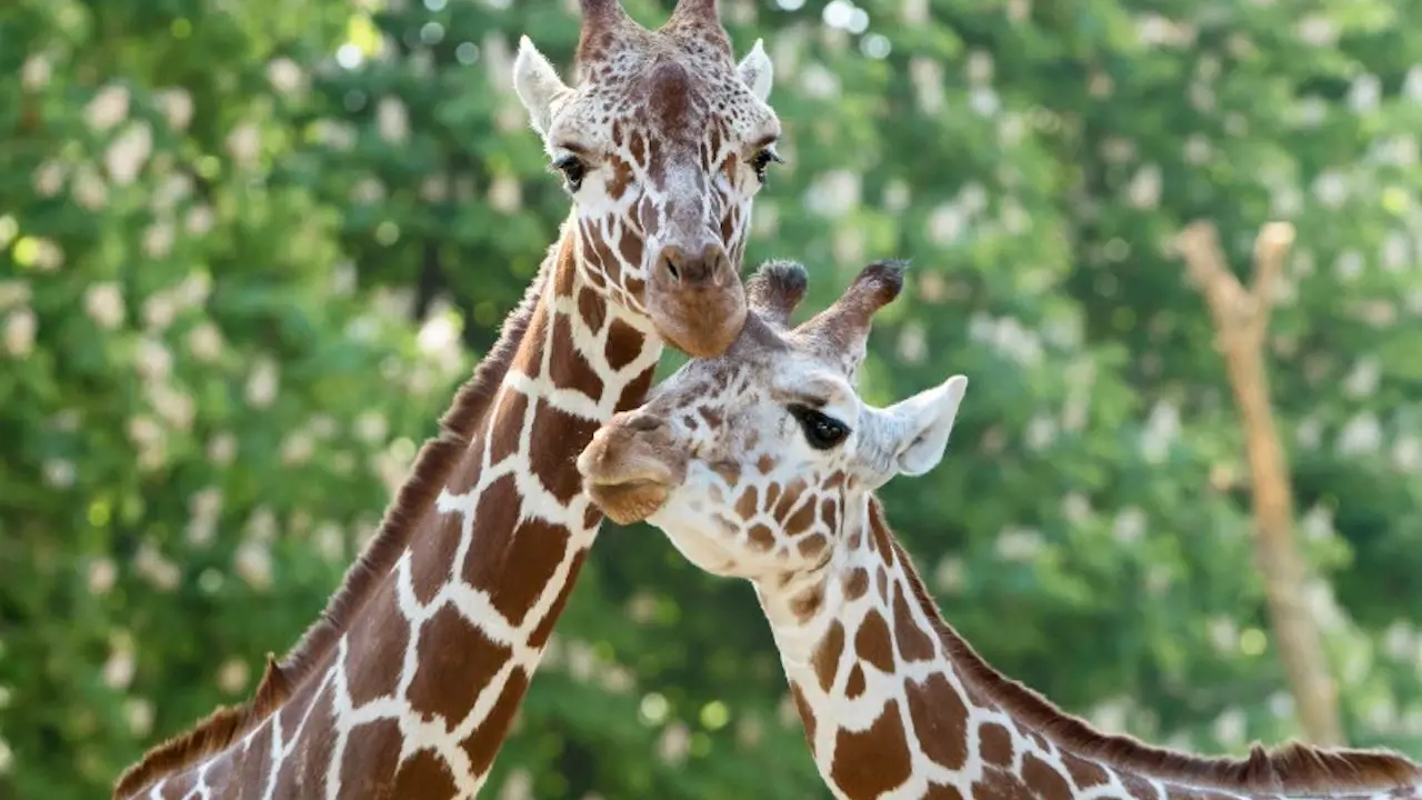 Schonbrunn Zoo - Photo 1