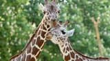 Schonbrunn Zoo - Photo 5