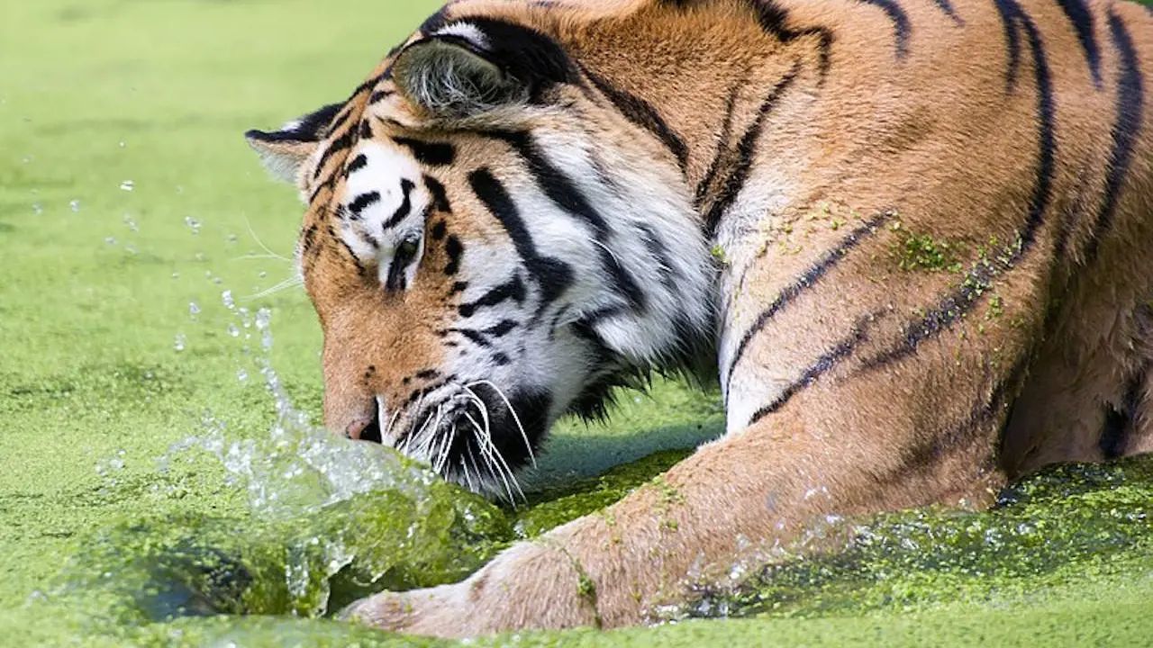 Schonbrunn Zoo - Photo 9