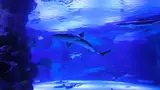 Antalya Aquarium and Face 2 Face Wax Museum Ticket - Photo 8