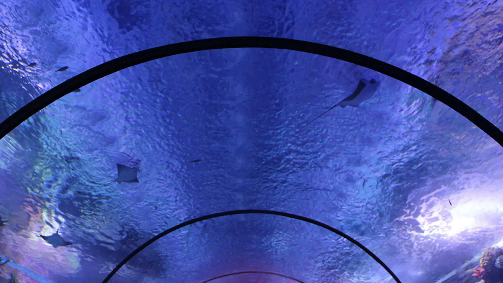 Antalya Aquarium and Face 2 Face Wax Museum Ticket - Photo 14