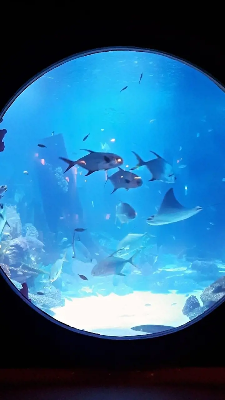 Emaar Aquarium and Underwater Zoo Ticket - Photo 3