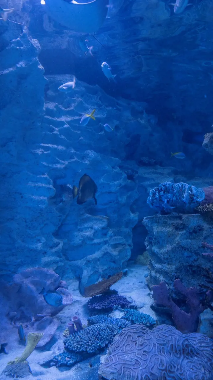 Emaar Aquarium and Underwater Zoo Ticket - Photo 6