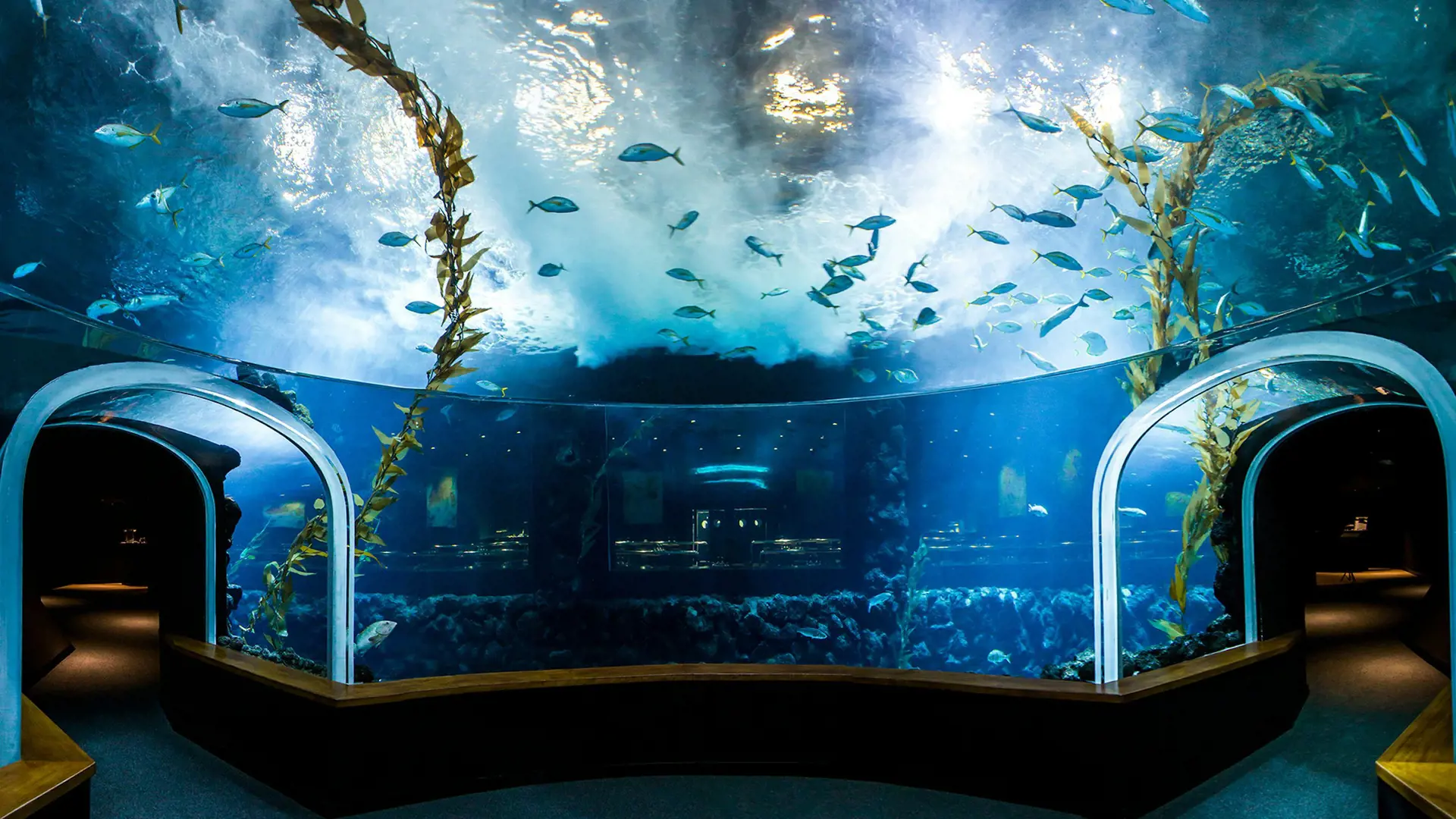 Poema del Mar - Aquarium Gran Canaria: Skip The Line Ticket - Photo 12