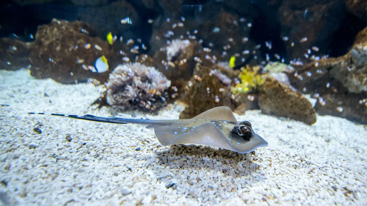 Poema del Mar - Aquarium Gran Canaria: Skip The Line Ticket - Photo 4