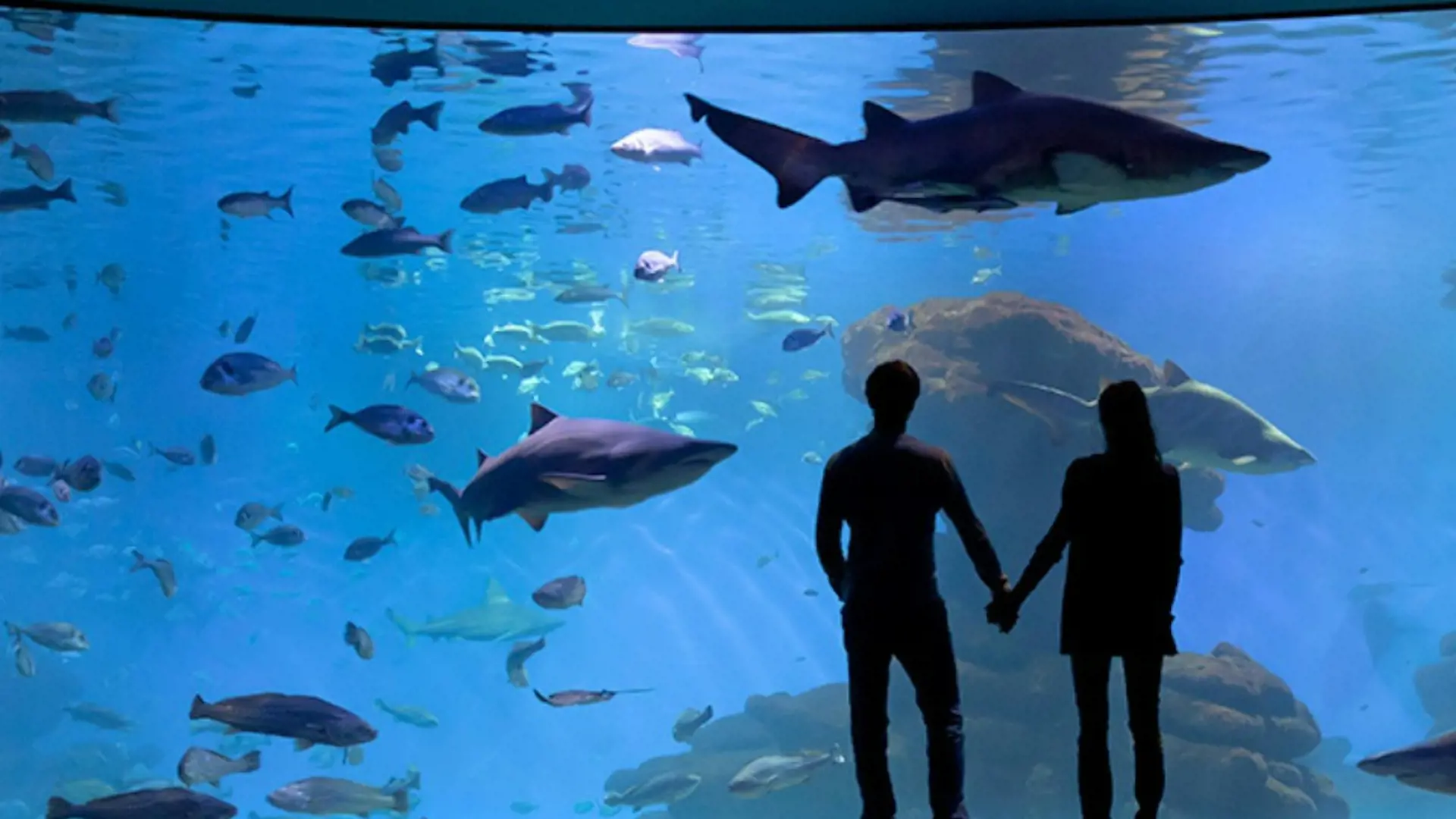 Palma Aquarium: Skip The Line Ticket + Optional 3D Cinema Aquadome - Photo 20