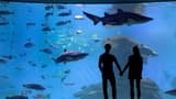 Palma Aquarium: Skip The Line Ticket + Optional 3D Cinema Aquadome - Photo 19