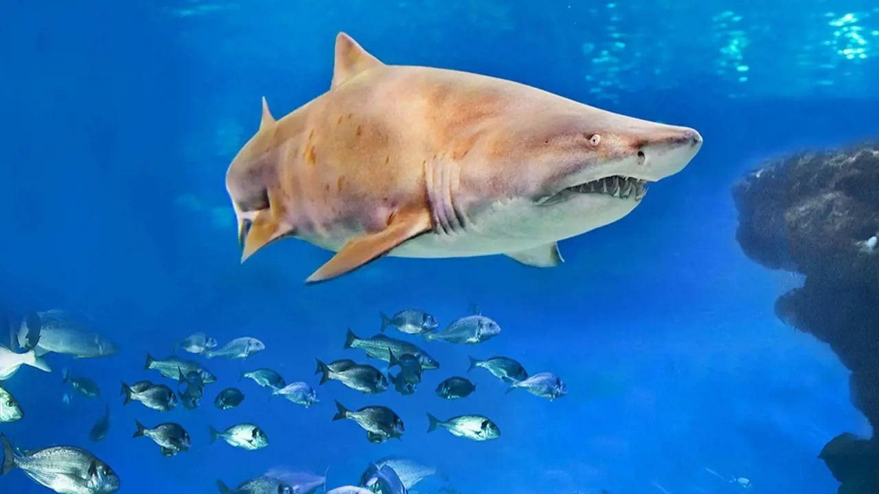 Palma Aquarium: Skip The Line Ticket + Optional 3D Cinema Aquadome - Photo 5