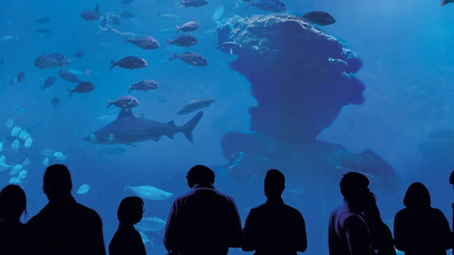 Palma Aquarium: Skip The Line Ticket + Optional 3D Cinema Aquadome - Photo 25