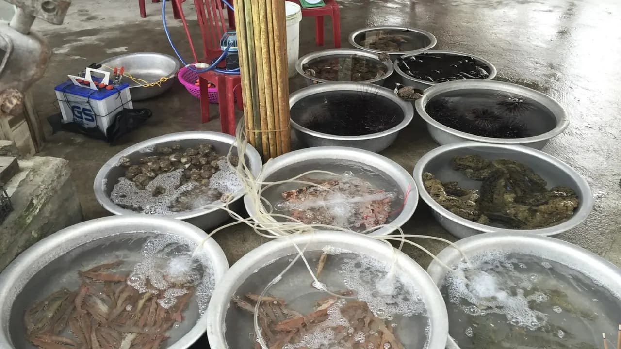 Cham Island Tour from Da Nang - Photo 22