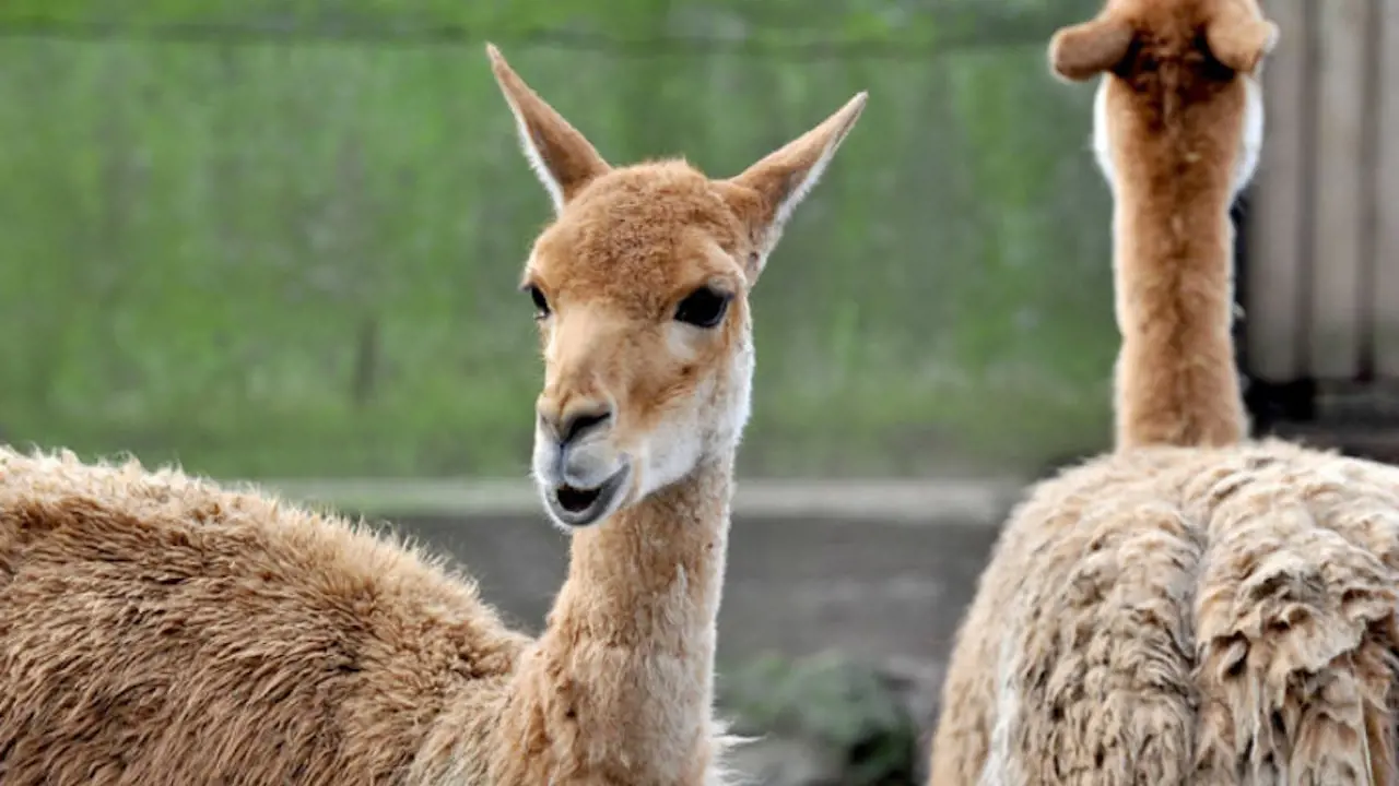 Bioparco: The Zoo of Rome - Photo 23