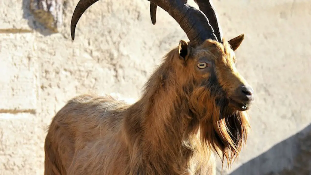 Bioparco: The Zoo of Rome - Photo 10