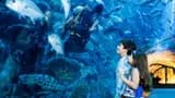 Aquarium and Underwater Zoo at the Dubai Mall - Photo 9