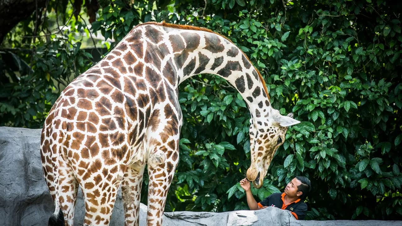Zoo Negara Malaysia & & Panda Conservation Centre Ticket