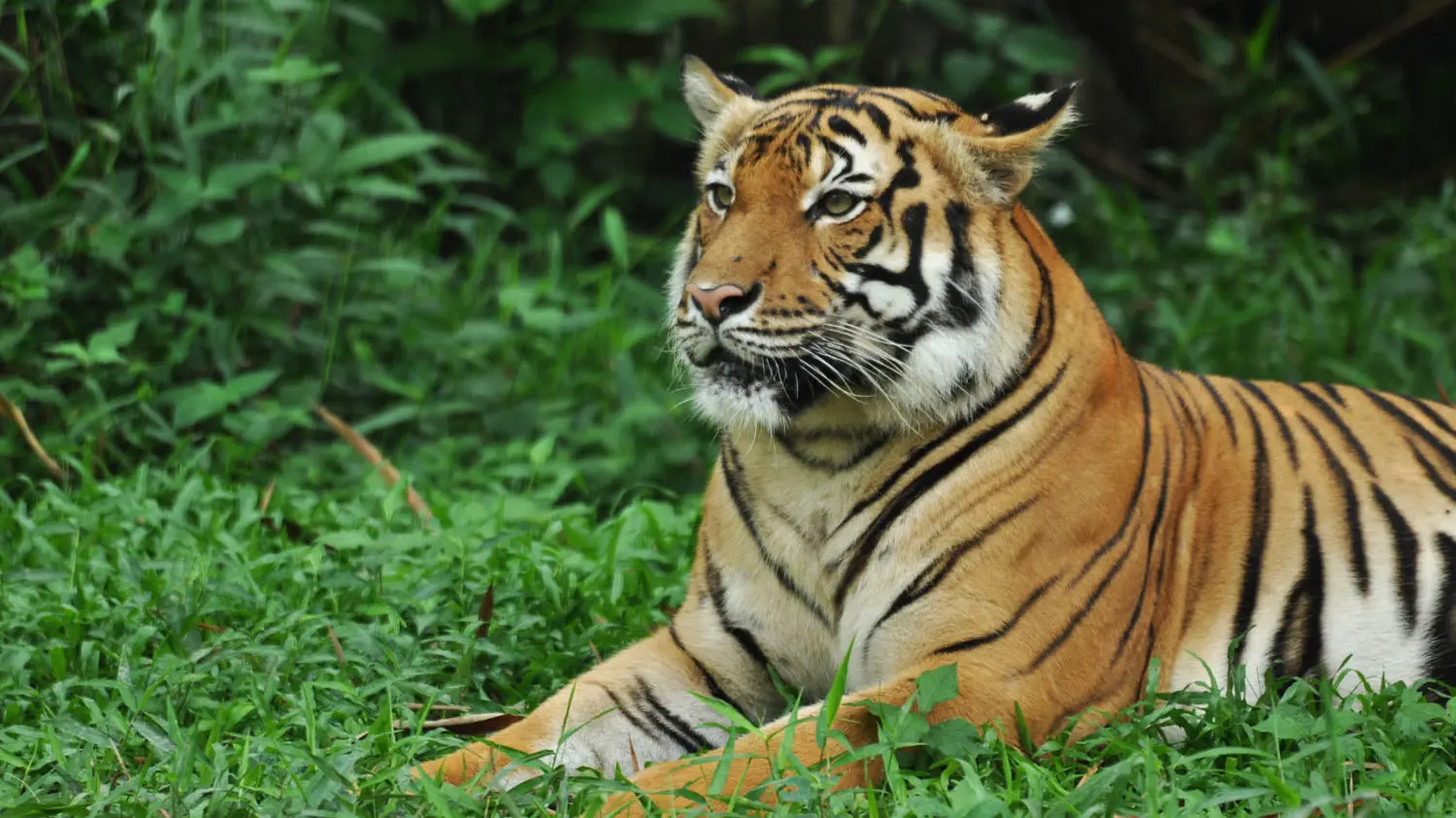 Zoo Negara Malaysia & & Panda Conservation Centre Ticket - Photo 30