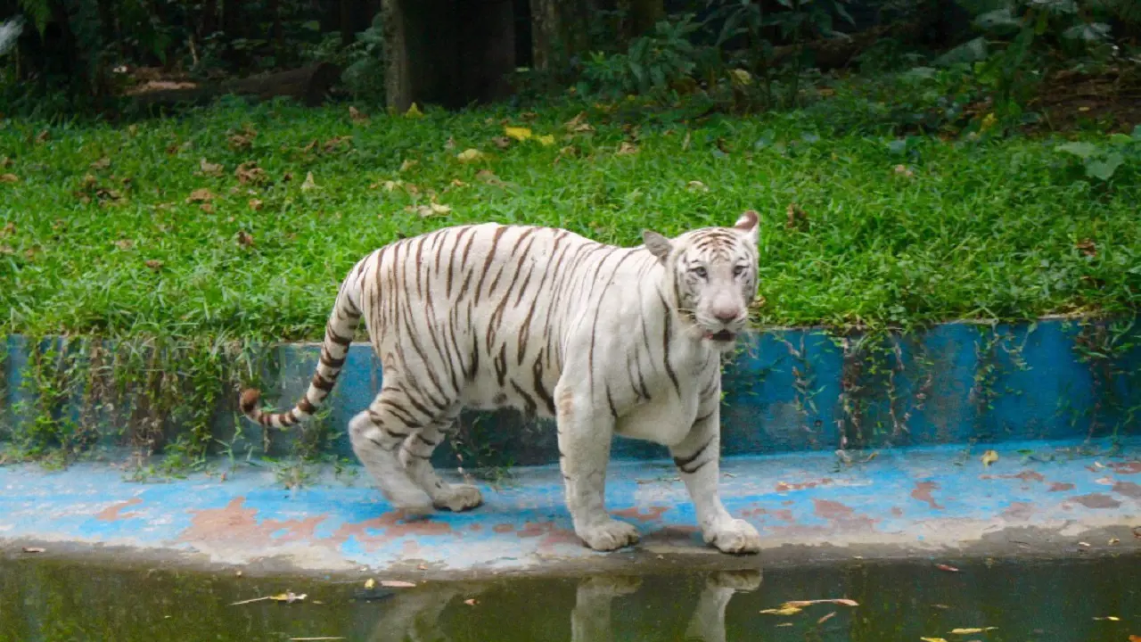 Zoo Negara Malaysia & & Panda Conservation Centre Ticket - Photo 4