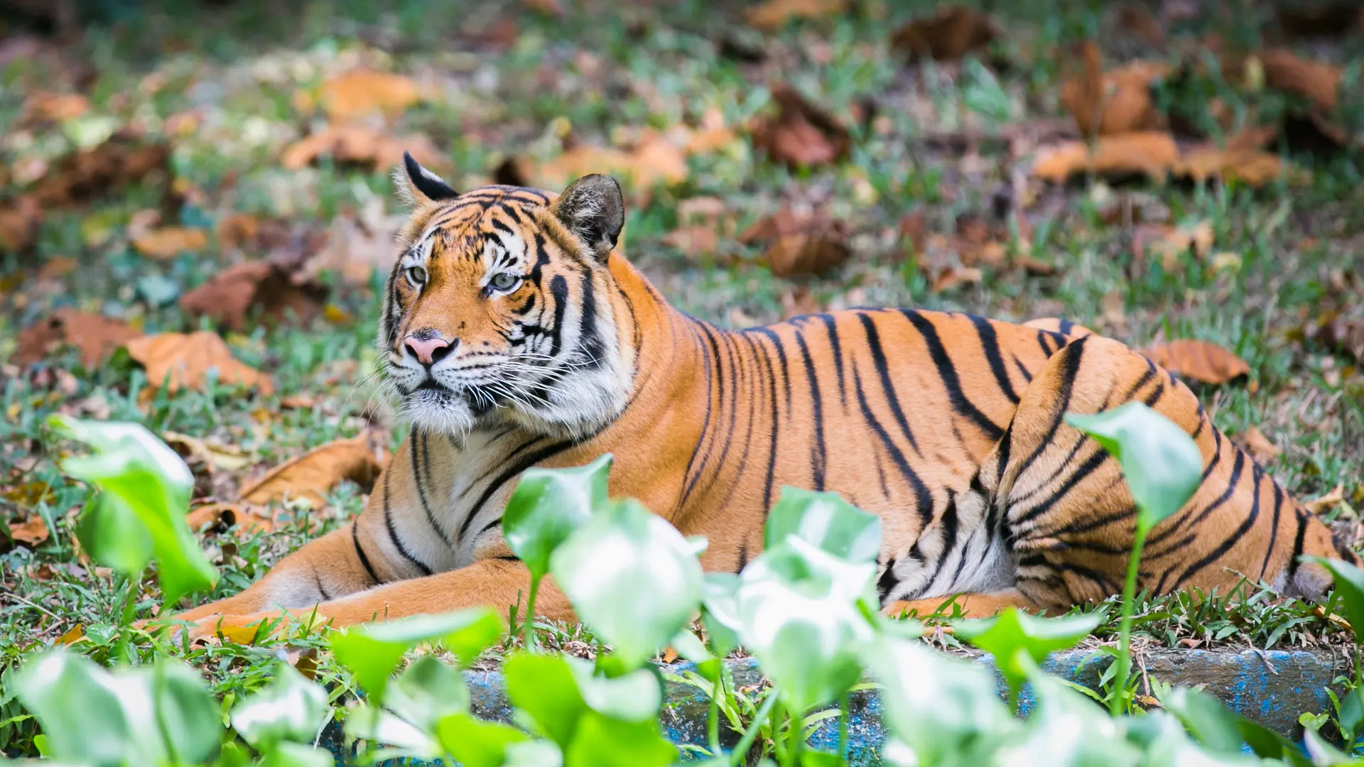 Zoo Negara Malaysia & & Panda Conservation Centre Ticket - Photo 33