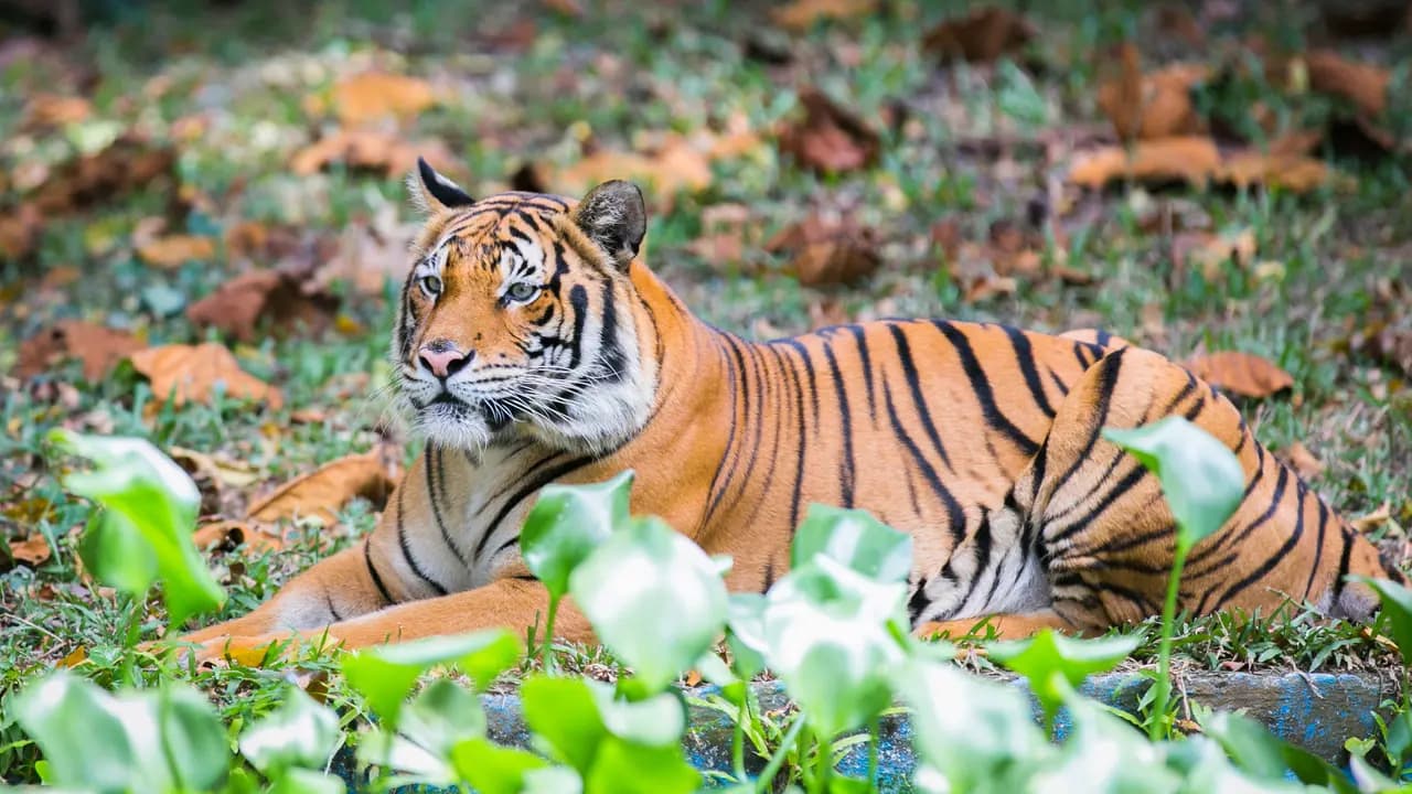 Zoo Negara Malaysia & & Panda Conservation Centre Ticket - Photo 5
