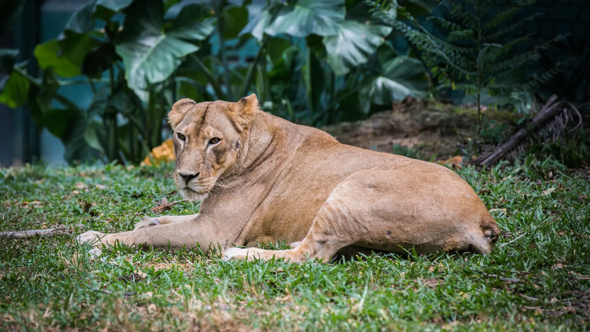 Zoo Negara Malaysia & & Panda Conservation Centre Ticket - Photo 34