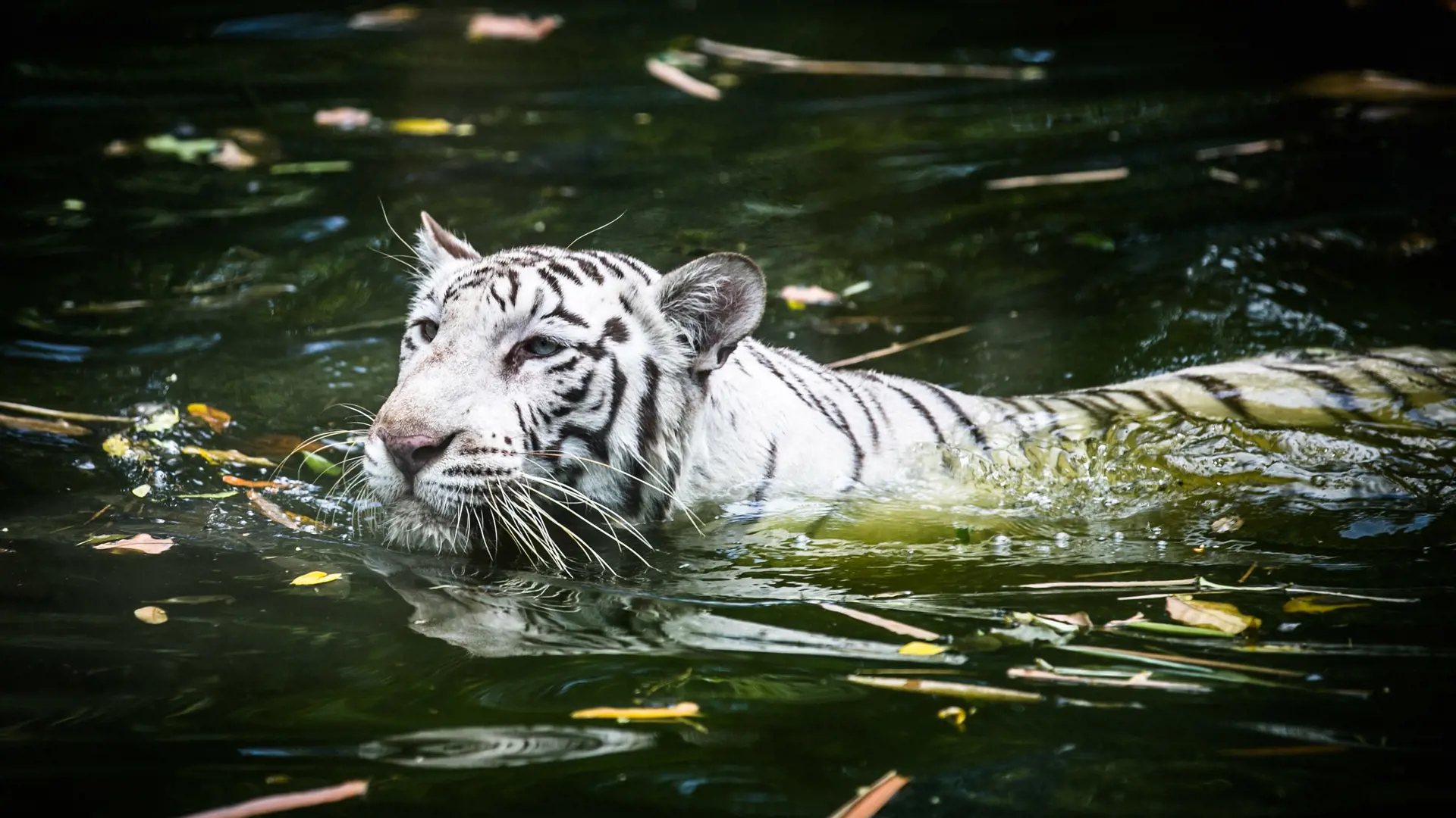 Zoo Negara Malaysia & & Panda Conservation Centre Ticket - Photo 36